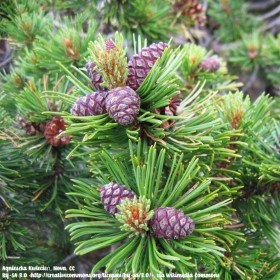 Mountain dwarf pine, lying pine, pinus mugo subsp. mugo